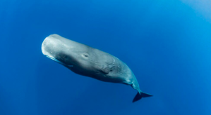 Discovering the 8 Fastest Whales in the Ocean. - 