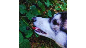 Huskies Eat Blueberries – Fresh Berries Only - 