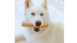 Can Husky Chew On Wood – Husky Chew Habits - 