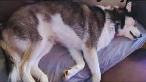 Why My Husky Twitch In His Sleep – Optimize Sleep Cycles - 