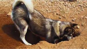 Why Do Huskies Dig Wholes So Much – 12 Reasons - 
