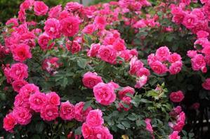 ■続・ウォーキング【日本フルハーフの薔薇鑑賞会②】外堀も敷地内も満開の薔薇の苑～♪ - 