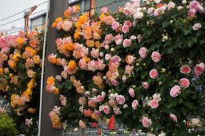 ■続・ウォーキング【日本フルハーフの薔薇鑑賞会②】外堀も敷地内も満開の薔薇の苑～♪ - 