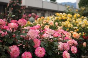 ■続・ウォーキング【日本フルハーフの薔薇鑑賞会②】外堀も敷地内も満開の薔薇の苑～♪ - 「料理と趣味の部屋」
