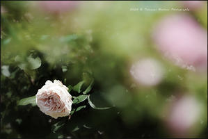 今年の薔薇 ３ - Photo.Color