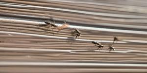 How To Get Rid Of Gnats In Your House - 