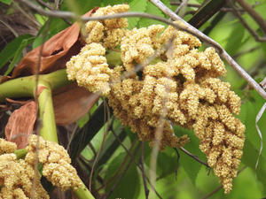 シュロ （棕櫚）の花 - 