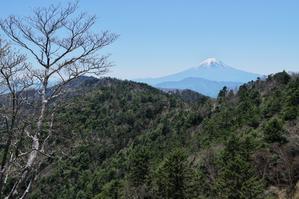 小金沢山から望む富士山 - 
