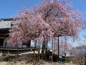 善峯寺の桜 - 彩の気まぐれ写真