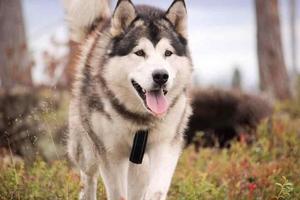 Why Huskies are less calmer than Malamute? 6 Difference - 