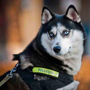 Why don't we use Huskies as Police Dog? 5 Causes Behind This - 