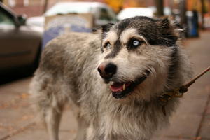 How to deal with a stray Siberian Husky? Rescue Guide - 