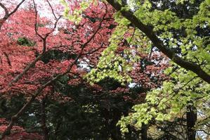5月5日（日） 新緑の香雪園へ　4　春のモミジ - 