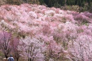 桜峠の桜！（2024.4.20） - 