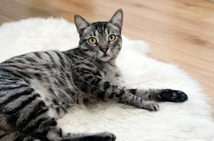 How to Train a Cat: The Ultimate Cat Training Guide - 
