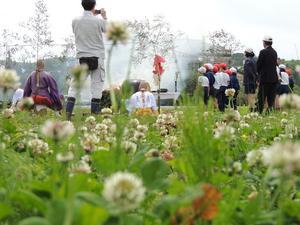 新庄小学校としては最後の赤米豊作祈願祭 - 