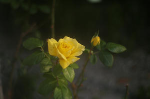 2024 05 13 黄色いバラ - 