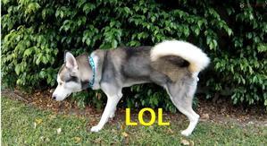 Husky Peeing In House – Clean Their Place - 