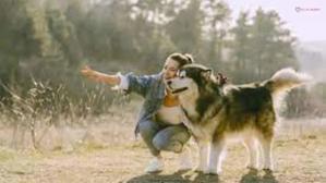 Signs Your Husky Love You – 15 Signs - 