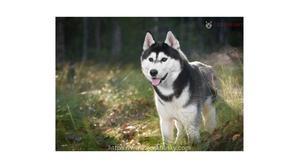 10 Reasons Why Huskies Don't Come Back Inside (Puzzle Out) - 