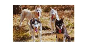 Is Husky a Hunting Dog – What You Need To Know - 