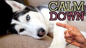 Do Huskies Calm Down with Age – Training and Exercise - 