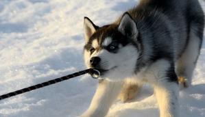 Why are Huskies so Stubborn [9 Actual Reasons] - 
