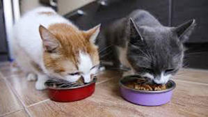What Did Cats Eat before Cat Food - 