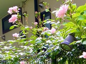 裏庭のバラ - 