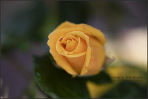 黄色い薔薇 - 