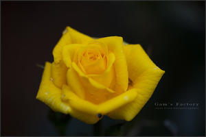 黄色い薔薇 - 