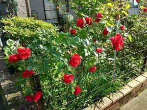 赤いバラ - natural garden~ shueの庭いじりと日々の覚書き