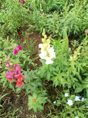 5月14日（火）晴れ。朝7時過ぎ手賀沼湖畔散策へ。柏ふるさと公園を出て直ぐにある大堀河口のお花畑に赤白ピンクと花が咲き、手賀沼の湿地帯には黄色いアヤメがちらほら。 - 