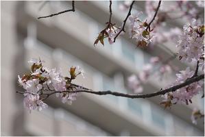 商店街の桜 - 