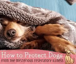 how to protect dogs from illnes - 