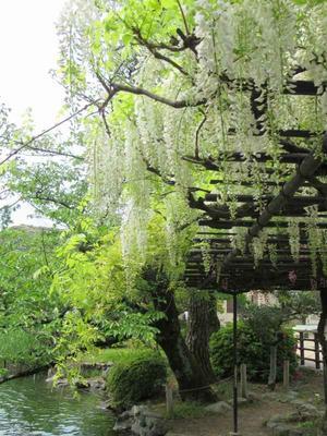 京都の風に吹かれて　　京都市動物園の藤棚で、少し一息 - 