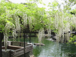 京都の風に吹かれて　　京都市動物園の藤棚で、少し一息 - 