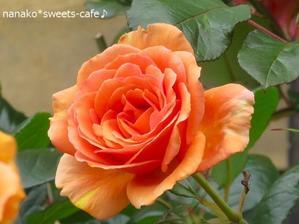 バラの季節＊この色のバラ大好き - nanako*sweets-cafe♪
