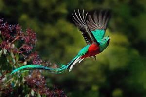 10 Most Beautiful Birds on Planet Earth - 