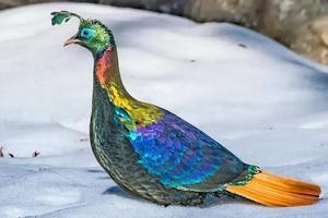 10 Most Beautiful Birds on Planet Earth - 