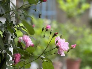 薔薇の香り - シフォンの暦