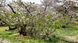 季節外れの桜の写真でスミマセン・・・ - 