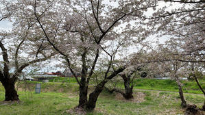 季節外れの桜の写真でスミマセン・・・ - 
