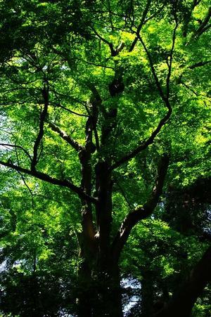 新緑の巨木 - 