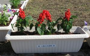 ５月１４日②　人権の花運動で花を植えました。 - 