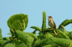 オオヨシキリ　Great Reed Warbler - 
