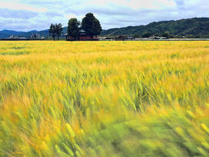 麦畑 風に吹かれて　　　京都府 - ty4834 四季の写真Ⅱ