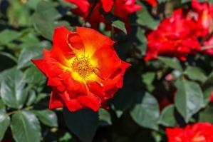 神代植物公園のバラ2 - あだっちゃんの花鳥風月