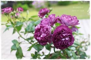 ちょっと今年は控えめな‘リナルド’ - La rose 薔薇の庭