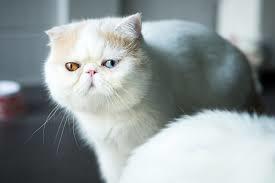 Are Exotic Shorthair Cats Good Pets? - 